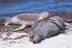 sea lions on beach at Marmion Marine Park