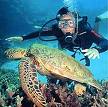 turtle marmion marine park diving