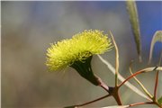 wildflowers