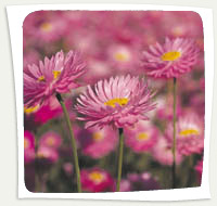 western australia wild flowers